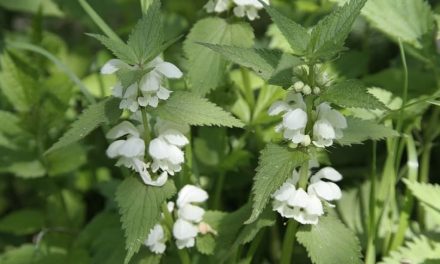 bockshornklee gegen haarausfall