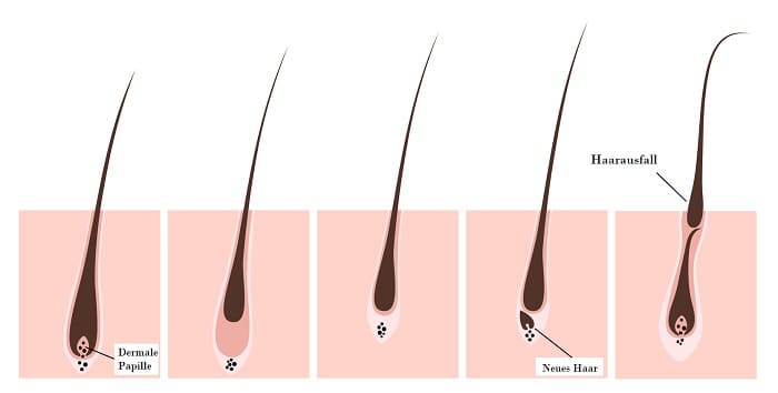 Haarwachstumskreis Info Grafik